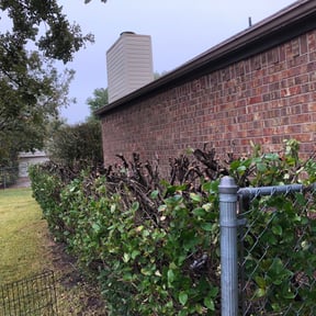 Bush Trimming by Real Deal Lawn Care LLC reviewed on August 15, 2025