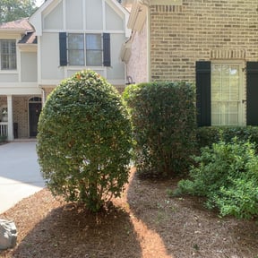 Bush Trimming by Kelly Boys Lawn Care reviewed on August 15, 2025