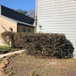 Bush Trimming by RM Landscapes reviewed on August 21, 2025