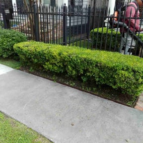 Bush Trimming by Blue Dyamond Land Services LLC reviewed on August 20, 2025