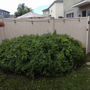 Bush Trimming by Eminent lawn Maintenance LLC reviewed on November 27, 2025