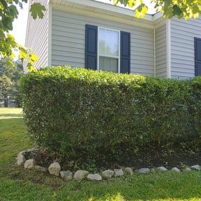 Bush Trimming by Mow Goatz Lawn Service reviewed on August 16, 2025