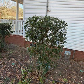 Bush Trimming by Nick Poole Home Services reviewed on January 5, 2026