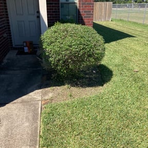Bush Trimming by Problem Solved Landscaping reviewed on August 20, 2025