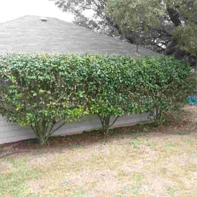 Bush Trimming by Farley's Lawn & Land Solutions reviewed on August 16, 2025
