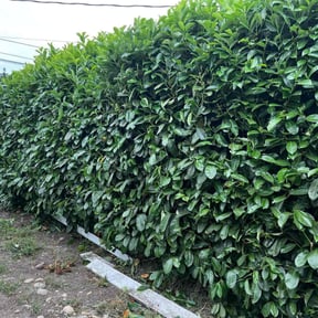 Bush Trimming by Mow &amp; Go reviewed on October 24, 2025