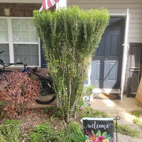Bush Trimming by BSM &amp; Co. Landscaping reviewed on August 16, 2025