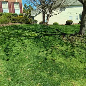 landscaping by Clean Cut reviewed on August 15, 2025