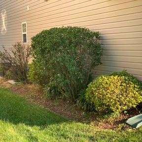 Bush Trimming by MowDeal reviewed on August 18, 2025
