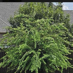 Bush Trimming by LRV Lawn Care Limited reviewed on August 17, 2025