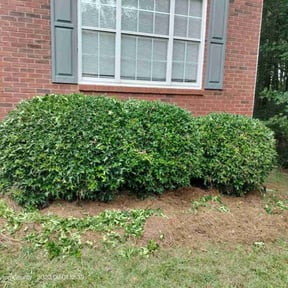 Bush Trimming by Donald Austile Lawn Care reviewed on August 16, 2025