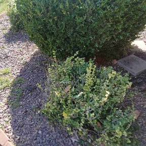Bush Trimming by Pathway landscaping reviewed on November 10, 2025