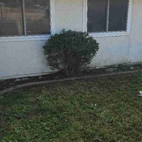 Bush Trimming by D and C Lawn reviewed on April 7, 2026