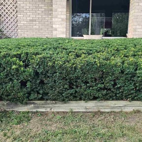 Bush Trimming by Brls reviewed on October 19, 2025