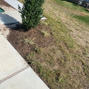 Flower Bed Weeding by Picolo Landscaping reviewed on August 16, 2025