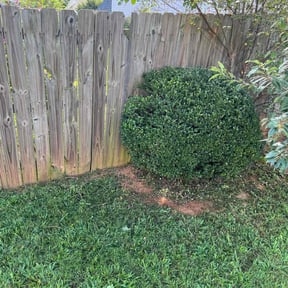 Bush Trimming by Grasman LLC reviewed on August 17, 2025