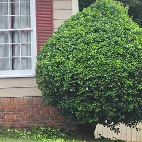 Bush Trimming by ClearCoast Lawn Solutions reviewed on May 14, 2026