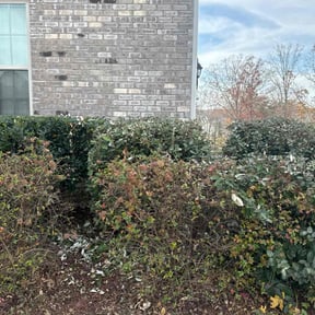 Bush Trimming by Clutch Bush hog &amp; lawn care reviewed on November 21, 2025