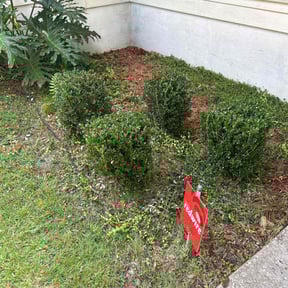 Bush Trimming by Waters Landscaping reviewed on September 21, 2023