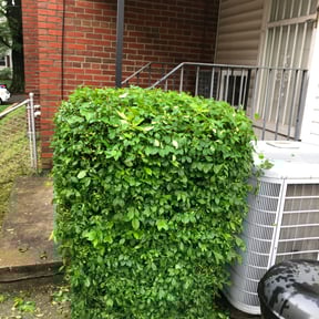 Bush Trimming by Stephen's Lawncare reviewed on August 15, 2025