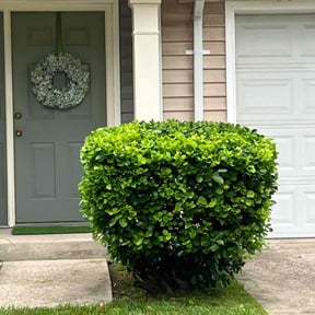 Bush Trimming by Killian Landscaping, LLC. reviewed on August 16, 2025