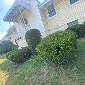 Bush Trimming by Geon Woo Kim reviewed on November 10, 2025