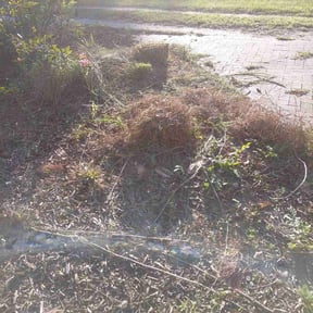 Bush Trimming by G&amp;G landscaping LLC  reviewed on July 6, 2022