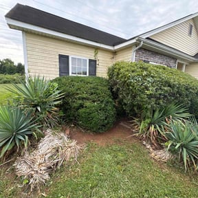 Bush Trimming by Iscape lawn professionals LLC reviewed on November 23, 2025