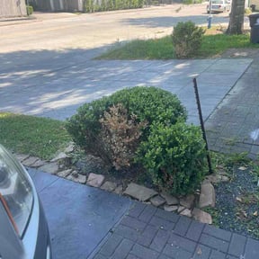 Bush Trimming by Xtreme Services Express reviewed on March 27, 2026