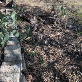 Leaf Removal by Big 3 Lawns and Landscaping reviewed on August 19, 2025