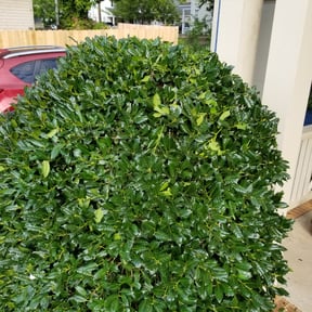Bush Trimming by Champions Landscape reviewed on August 21, 2025