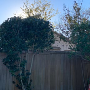 Bush Trimming by Carbon Dioxide Recyclers reviewed on August 19, 2025