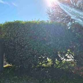 Bush Trimming by Charles &amp; Sons LLC reviewed on October 23, 2025