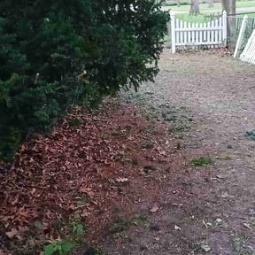 Bush Trimming by Efficient Trimming reviewed on August 20, 2025