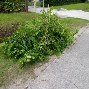 Bush Trimming by Rc lawn service reviewed on August 20, 2025