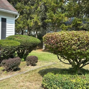Bush Trimming by Danny’s Lawn Service  reviewed on October 24, 2025