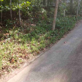 Bush Trimming by SGP Lawn Services reviewed on November 23, 2025