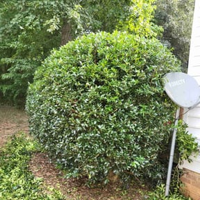 Bush Trimming by Fortanel lanscaping reviewed on August 15, 2025