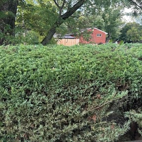 Bush Trimming by Giron Tree Services LLC reviewed on November 9, 2025