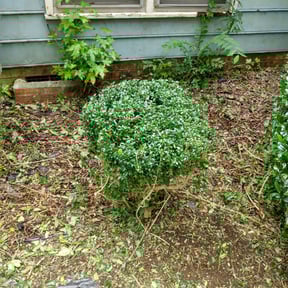 Bush Trimming by Brett's Lawn Service  reviewed on August 16, 2025