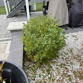 Bush Trimming by Isabell lawn services reviewed on November 18, 2025