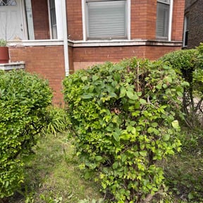 Bush Trimming by Mondragon landscaping reviewed on August 15, 2025