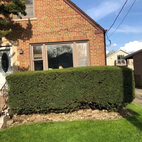 Bush Trimming by Legacy Lawn care reviewed on August 15, 2025