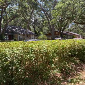 Bush Trimming by All Star Lawn Services reviewed on August 17, 2025