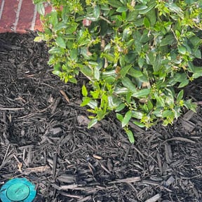 Mulching by Greenlawnz landscaping reviewed on August 16, 2025