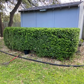 Bush Trimming by Vidco landscaping reviewed on August 15, 2025