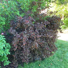 Bush Trimming by Nature's Canvas reviewed on August 19, 2025