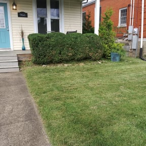 Bush Trimming by Integrity Lawn Care reviewed on August 16, 2025