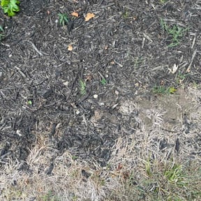 Flower Bed Weeding by Lawless Lawn And Services LLC reviewed on August 19, 2025