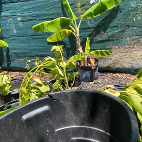 Bush Trimming by Garrett&#039;s Land Maintenance  reviewed on November 24, 2025